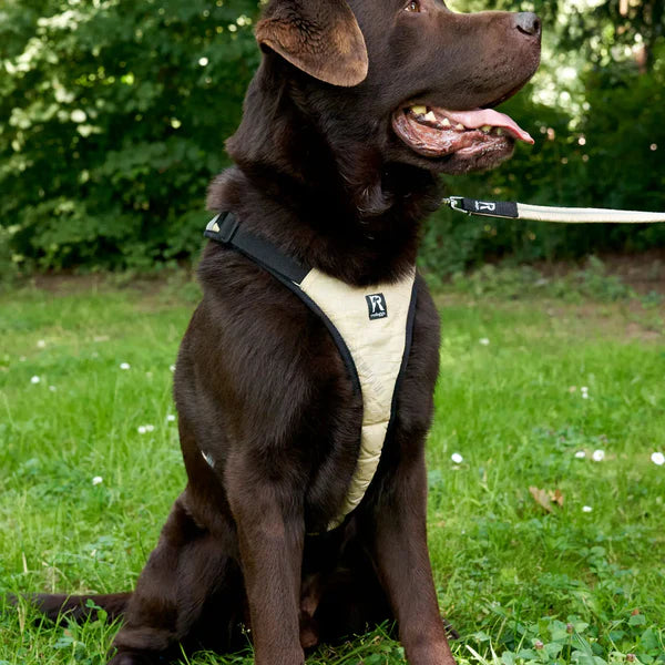 Redoggo Geschirr – Ergonomisch, sicher & nachhaltig
