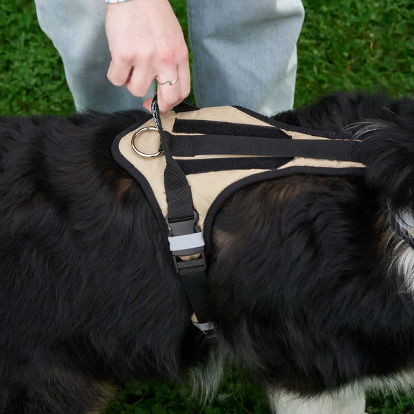 Redoggo Geschirr – Ergonomisch, sicher & nachhaltig