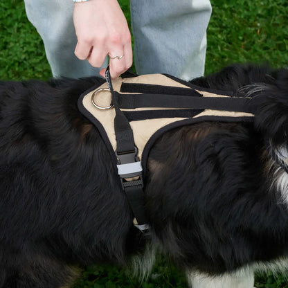 Redoggo Geschirr – Ergonomisch, sicher & nachhaltig