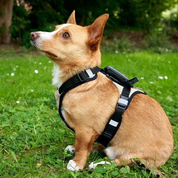 Redoggo Geschirr – Ergonomisch, sicher & nachhaltig