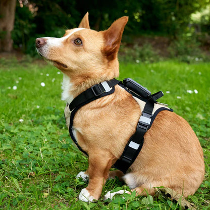 Redoggo Geschirr – Ergonomisch, sicher & nachhaltig