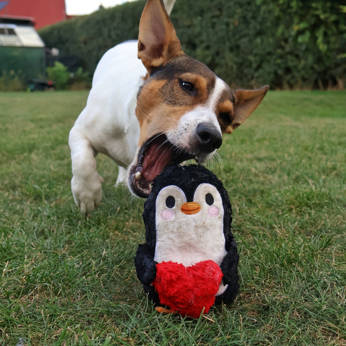 Gruni Skipper – Der nachhaltige Pinguin mit Überraschungseffekt
