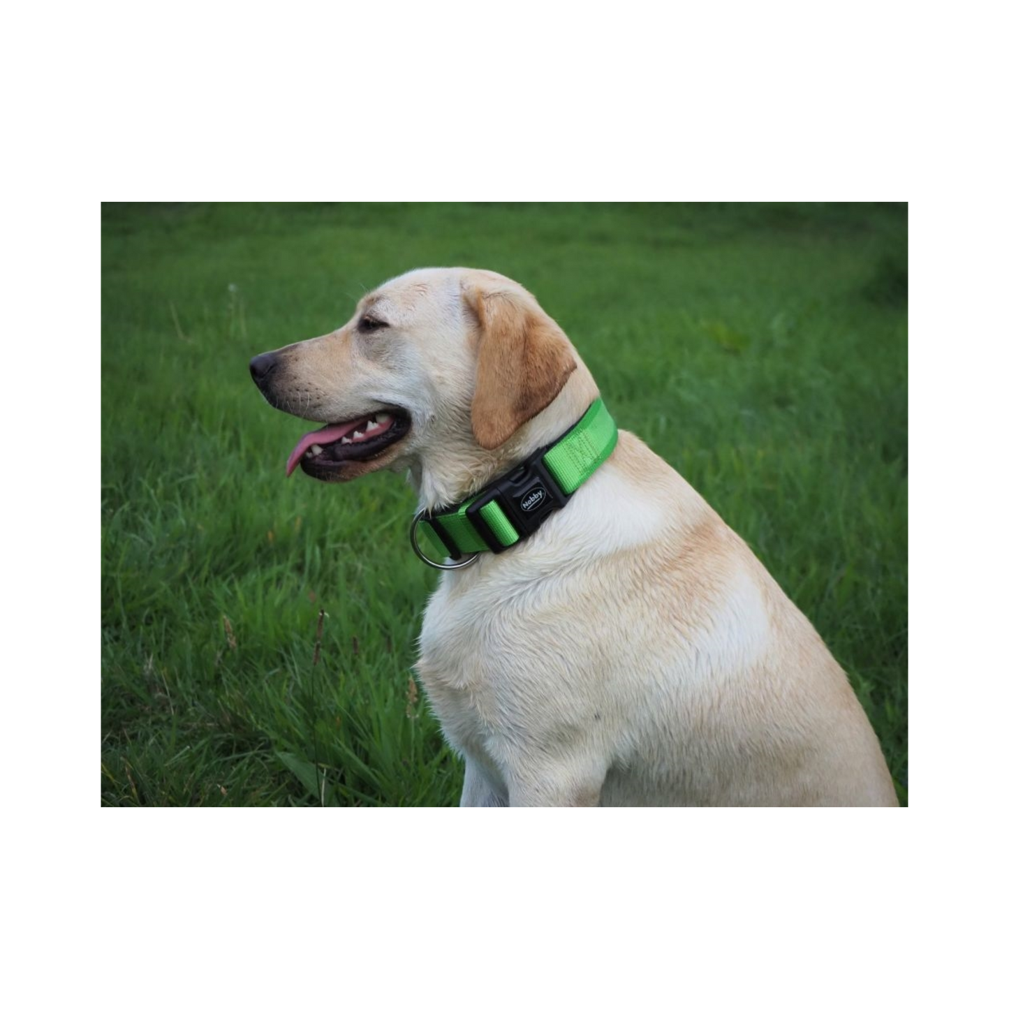 Halsband Classic Preno EXTRA – Komfort & Stabilität für große Hunde