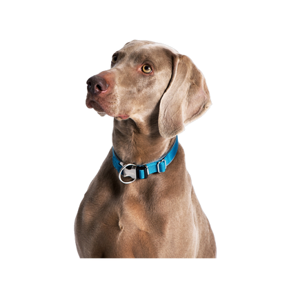Halsband "Classic Preno Royal" – Königlicher Komfort für deinen Hund