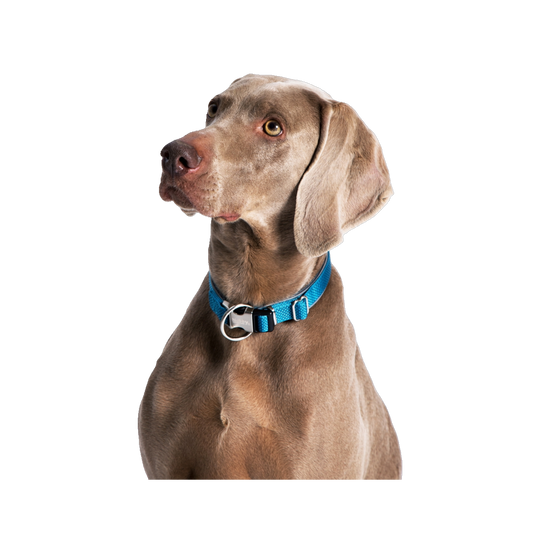 Halsband "Classic Preno Royal" – Königlicher Komfort für deinen Hund