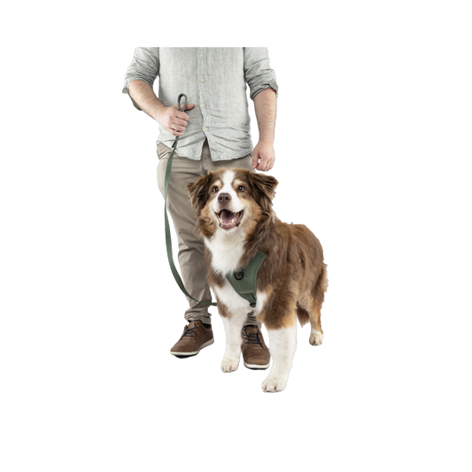 Hunde-Leine Cami Grün – Stilvoll unterwegs