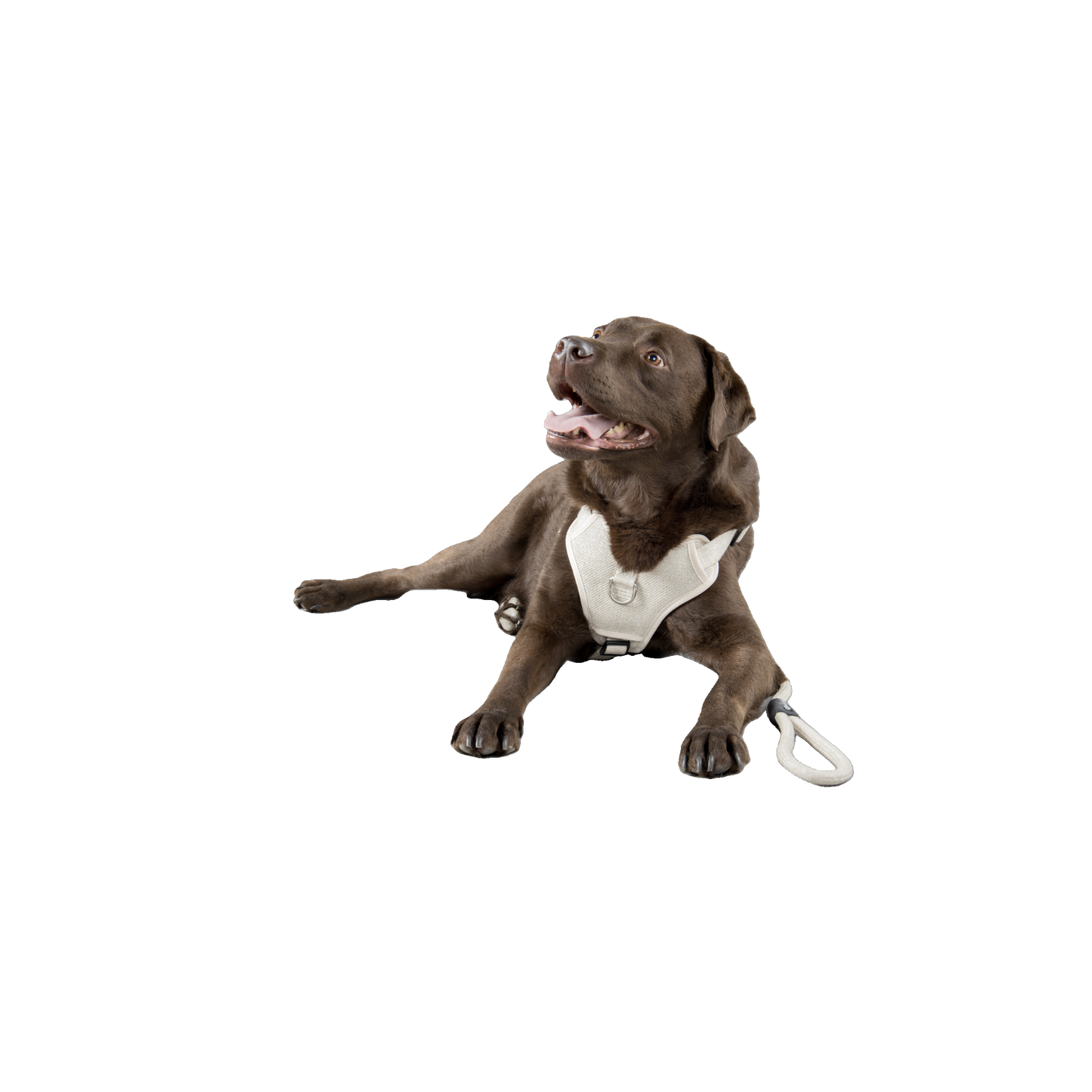 Hundegeschirr Lago – Komfort & Stil für deinen Vierbeiner