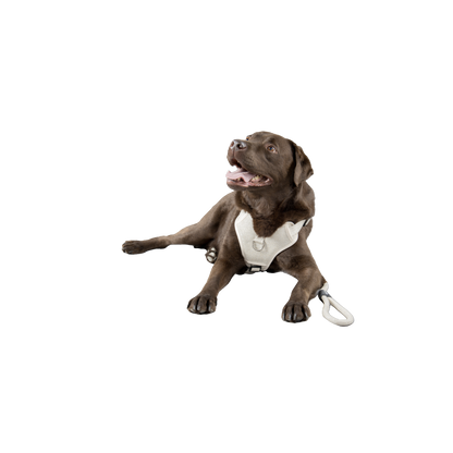 Hundegeschirr Lago – Komfort & Stil für deinen Vierbeiner