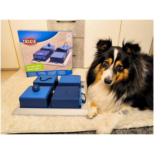 Intelligenzspielzeug Poker Box - Level 1 – Denkspaß mit System