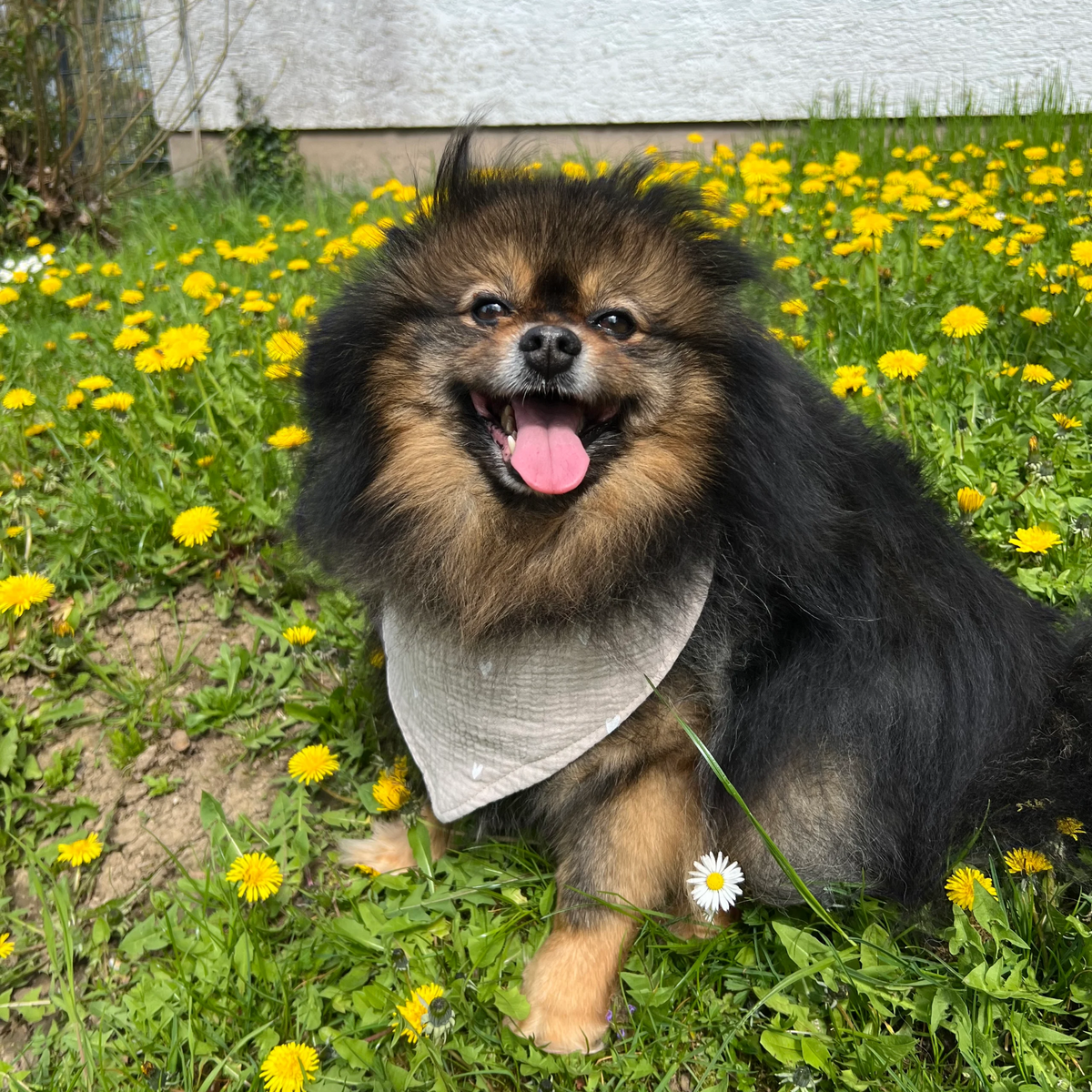 JM Petplace Hundehalstuch - Herzen