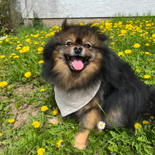 JM Petplace Hundehalstuch - Herzen