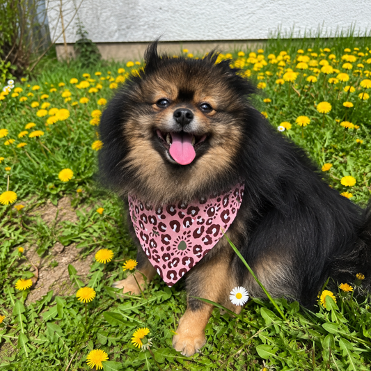 JM Petplace Hundehalstuch - Rosa Leoprint
