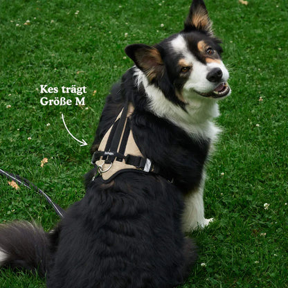 Redoggo Geschirr – Ergonomisch, sicher & nachhaltig