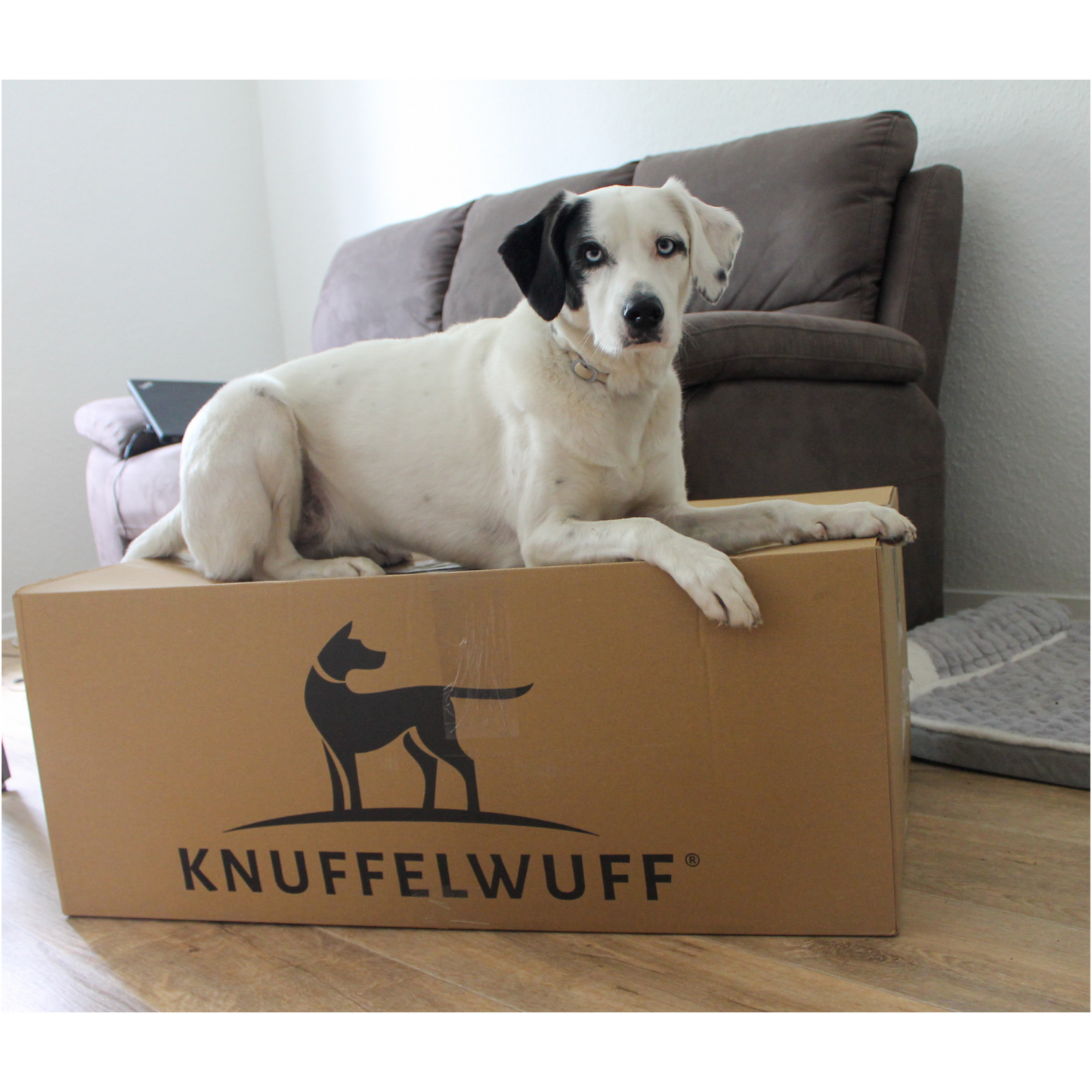 Knuffelwuff Hundebett Lotte – Stilvolles Design trifft auf höchsten Komfort