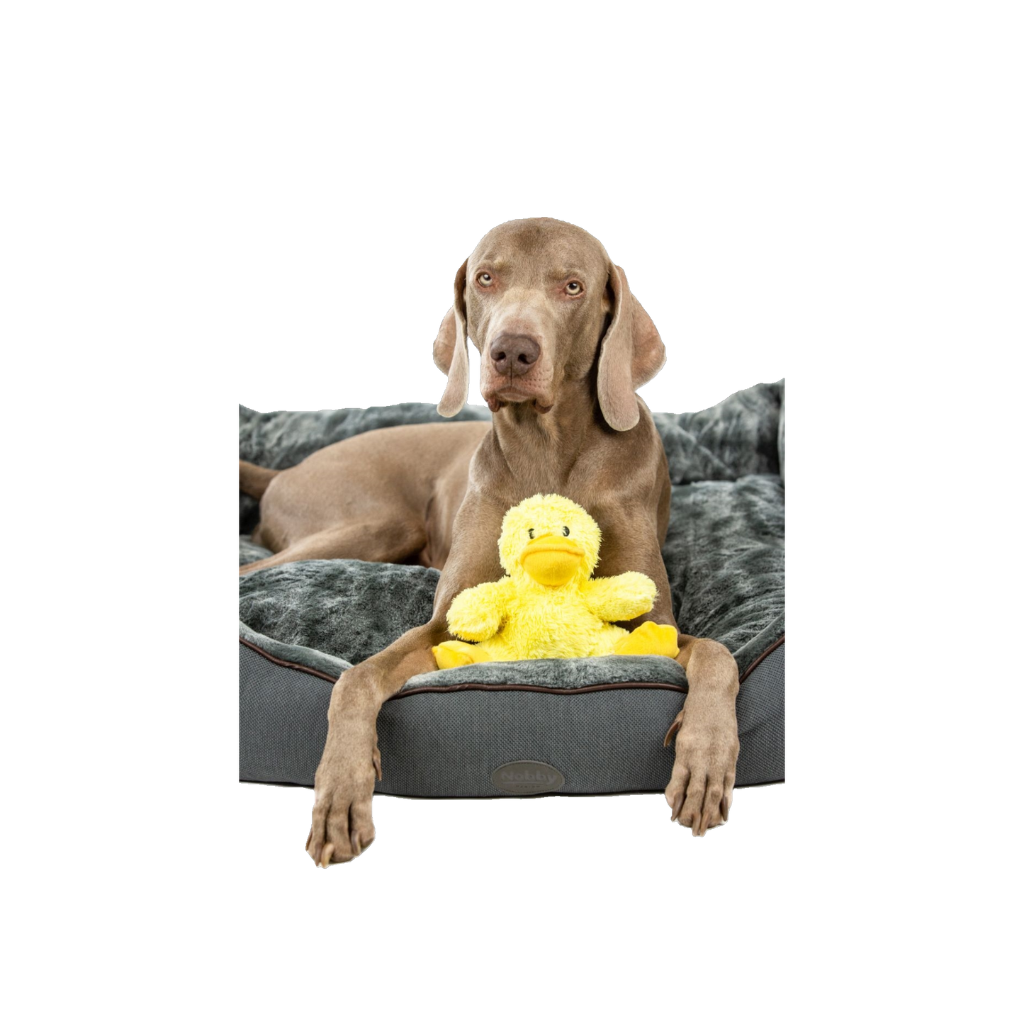 Plüschente Daggi – Kuschelspaß mit Quietsch-Effekt
