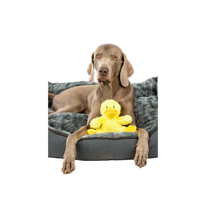 Plüschente Daggi – Kuschelspaß mit Quietsch-Effekt