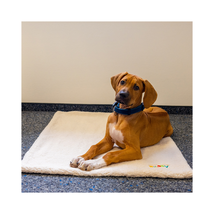 Plaid Puppy – Waschbare Wohlfühldecke für gemütliche Rückzugsorte