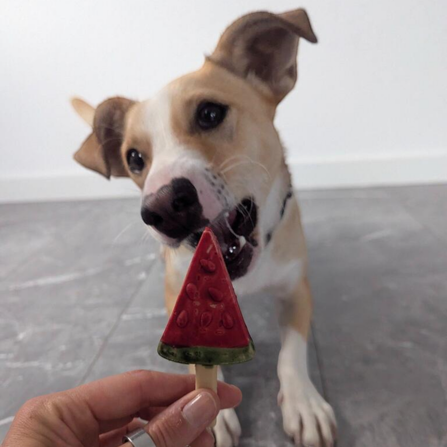 Pup Ice – Fruchtiger Eislutscher Wassermelone