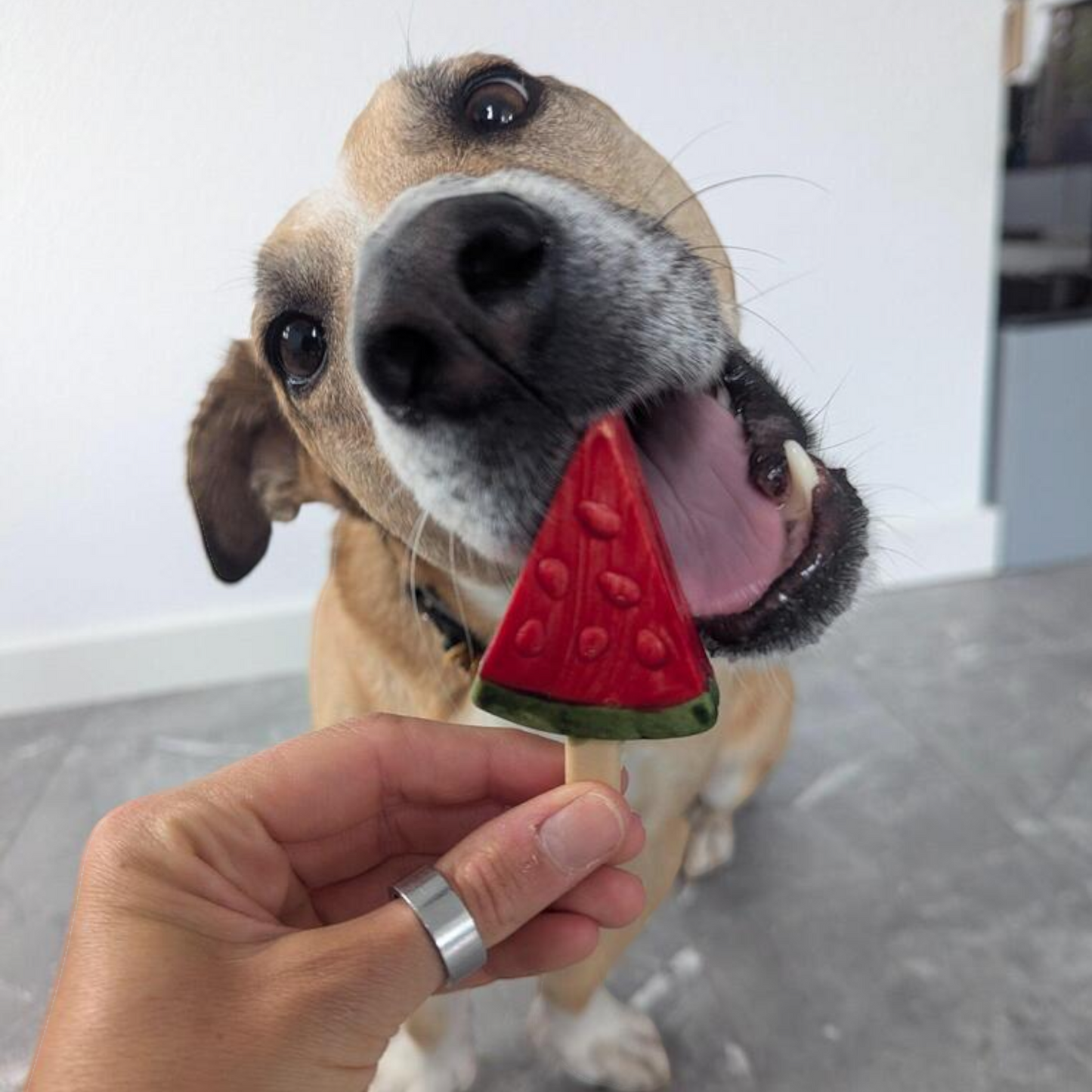 Pup Ice – Fruchtiger Eislutscher Wassermelone