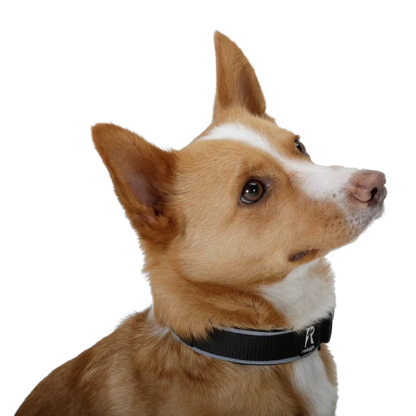 Redoggo Halsband – Stylisch, leicht & sicher sichtbar