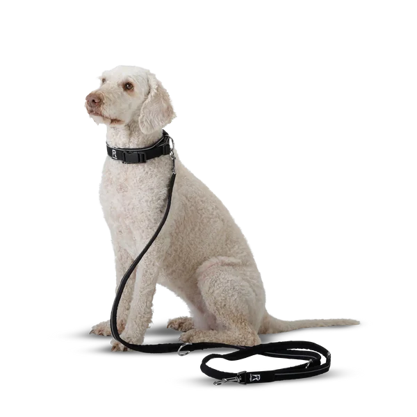 Redoggo Leine – Leicht, robust & nachhaltig sichtbar