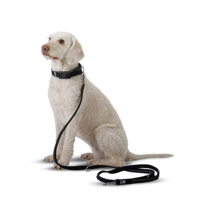 Redoggo Leine – Leicht, robust & nachhaltig sichtbar