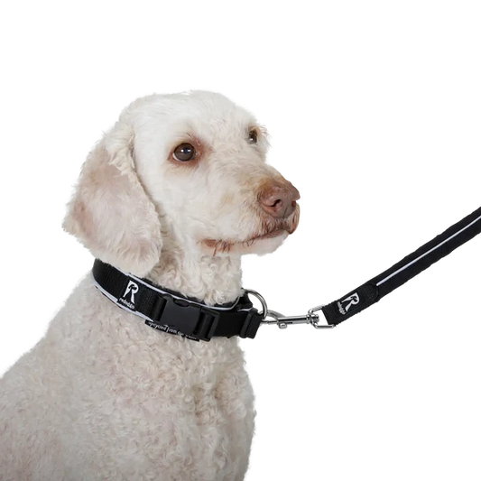 Redoggo Halsband – Stylisch, leicht & sicher sichtbar