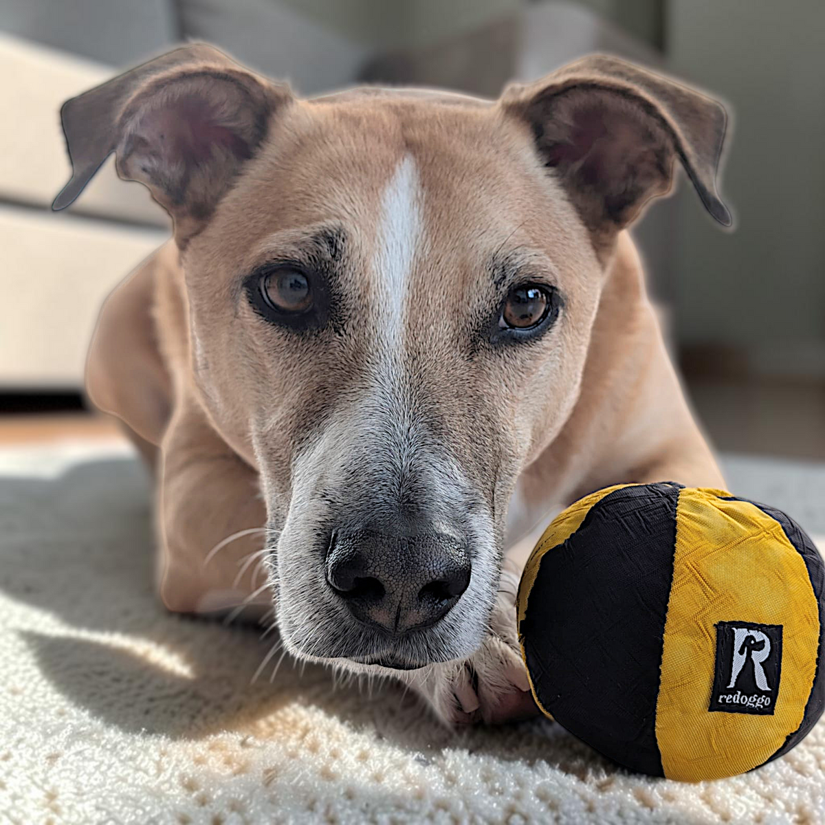 Redoggo Ball – Robustes Hundespielzeug aus Upcycling-Material