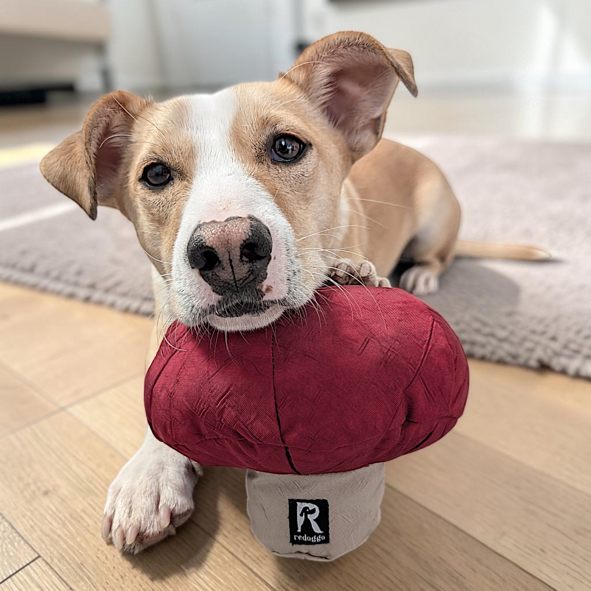 Redoggo Pilz – Interaktives Schnüffelspielzeug aus Upcycling-Material