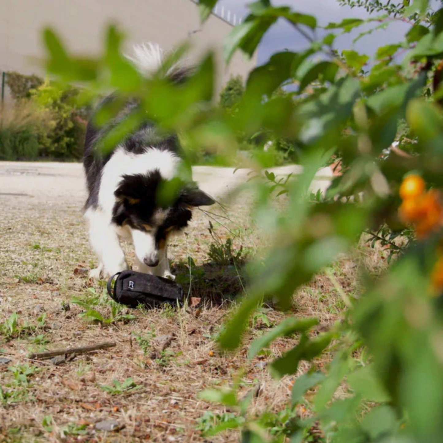 Redoggo Futterdummy – Nachhaltiges Training mit Spielspaß-Garantie