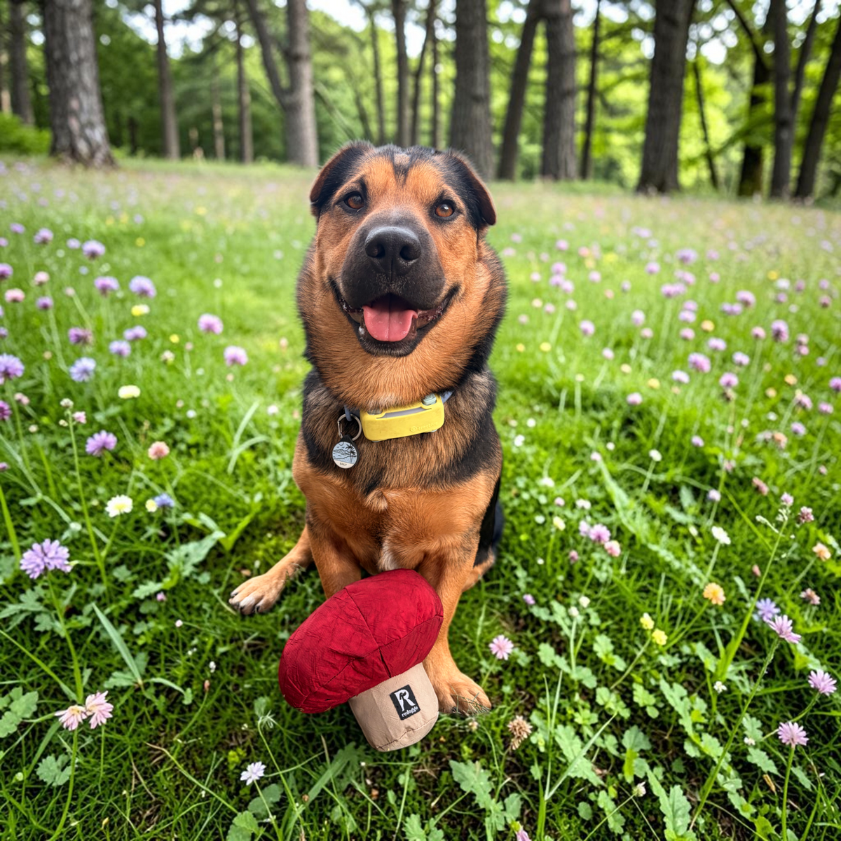 Redoggo Pilz – Interaktives Schnüffelspielzeug aus Upcycling-Material