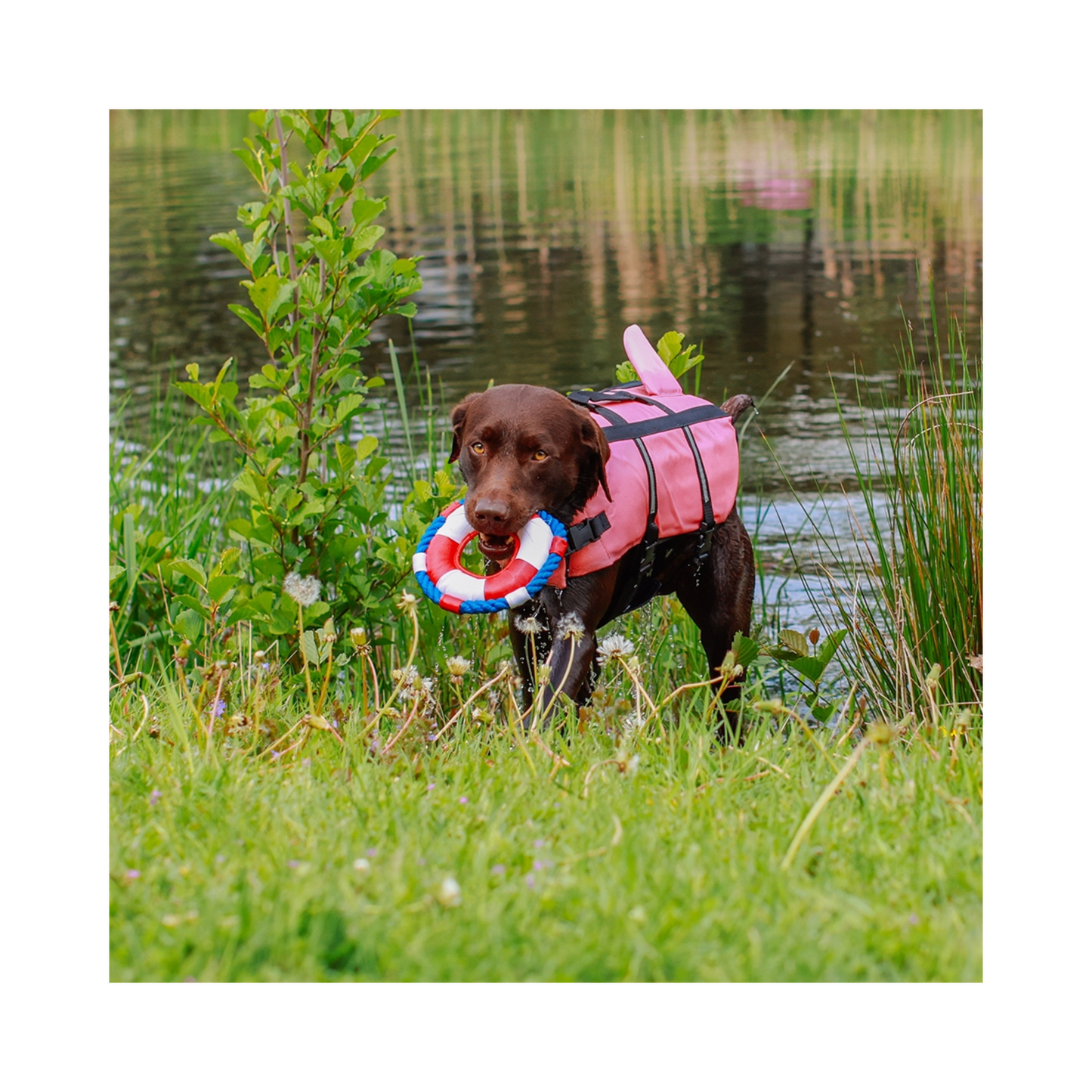 Schwimmhilfe Sharki