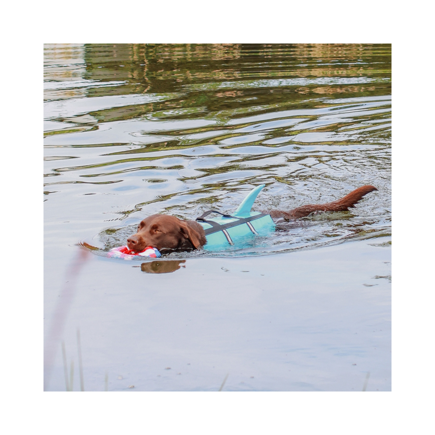 Schwimmhilfe Sharki