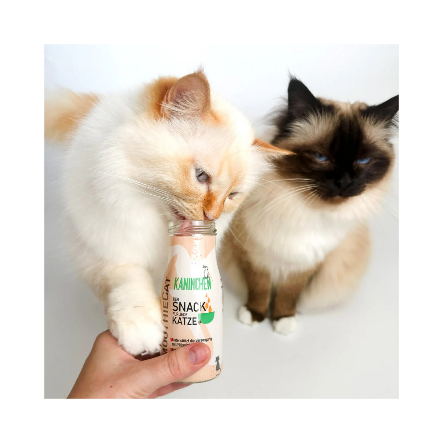 SmoothieCat Kaninchen – magerer Katzensmoothie mit Pastinake