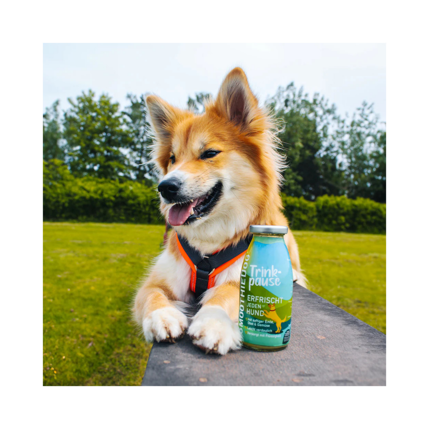 SmoothieDog Trinkpause – Ente
