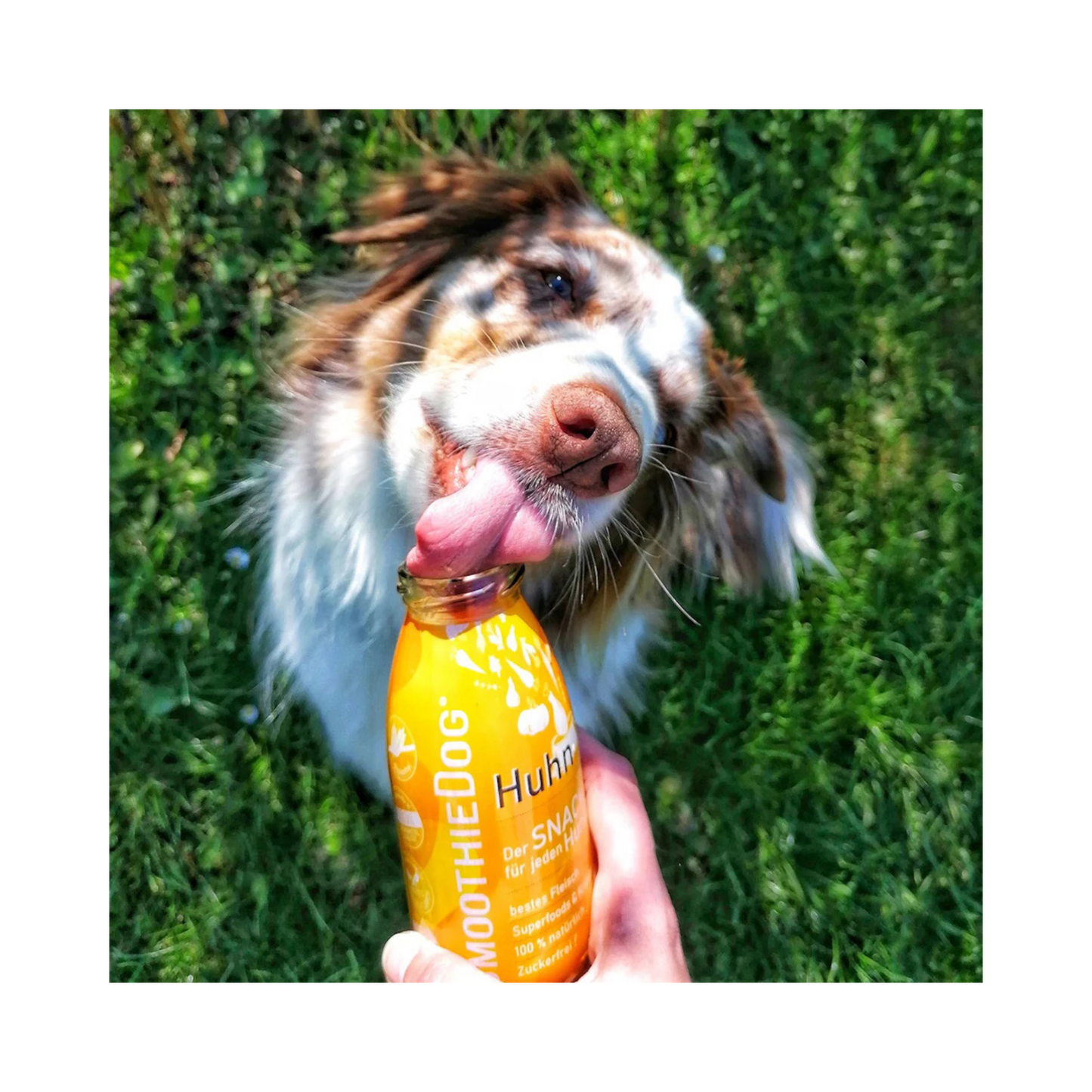 SmoothieDog Huhn – 100 % natürliche Zutaten für Hunde