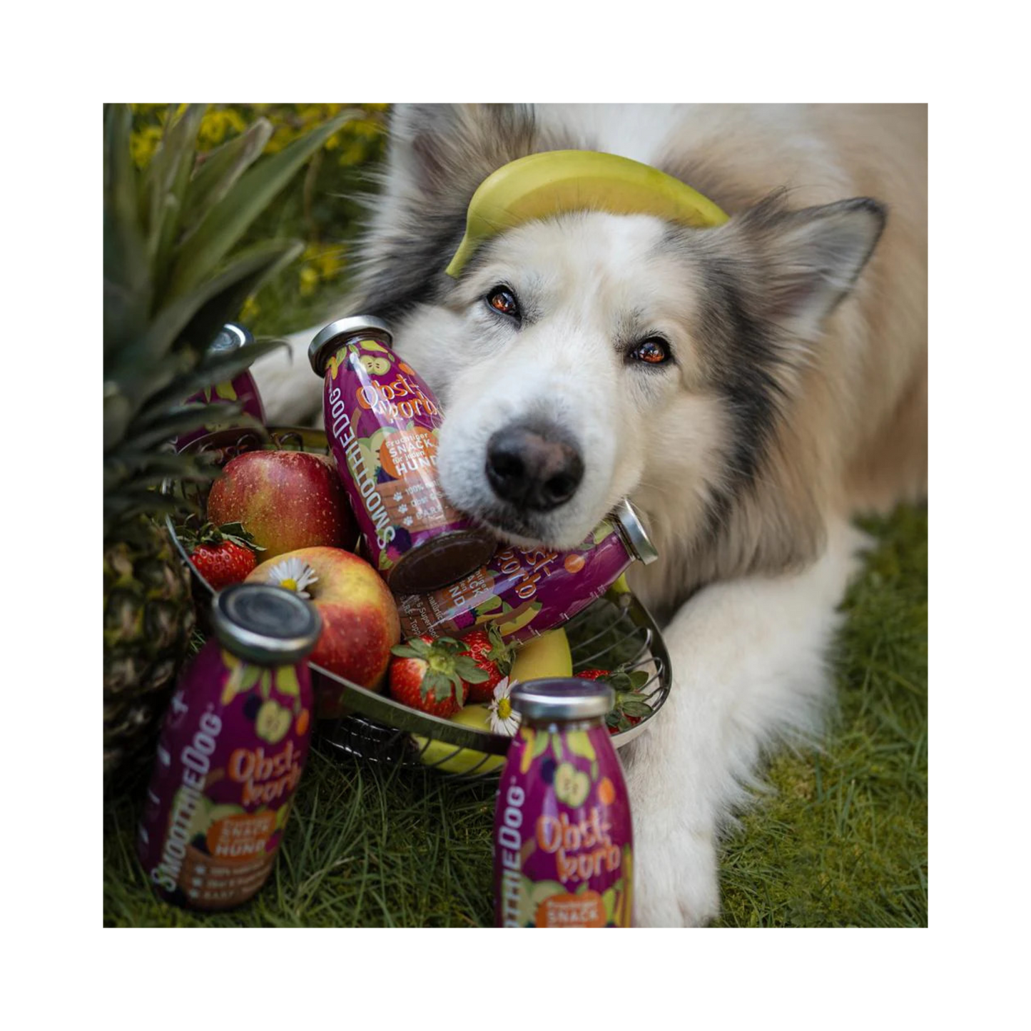 SmoothieDog Obstkorb – Fruchtige Vielfalt für Hunde
