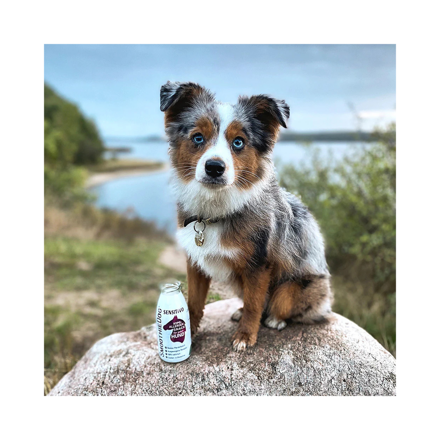 SmoothieDog Sensitivo – Pferd für empfindliche Hunde
