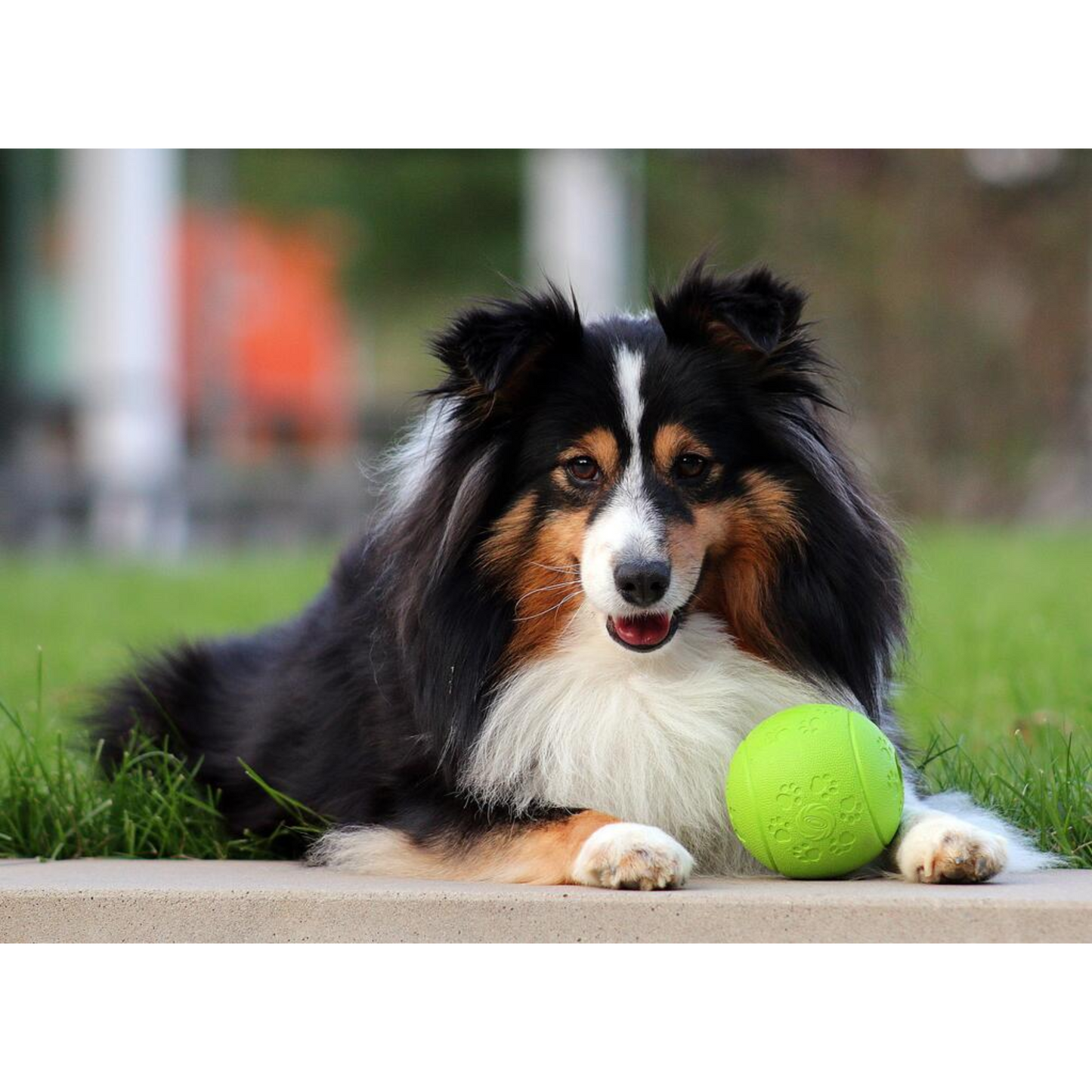 Spiel, Snack & Spaß – der Snackball für glückliche, aktive Hunde!
