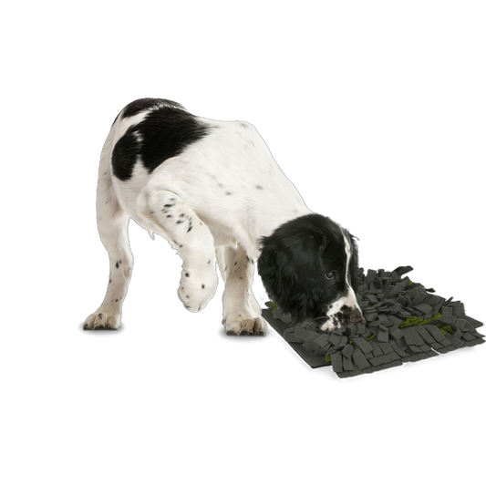 Spielerisch genießen & entspannen – der perfekte Schnüffelteppich für neugierige Hunde!