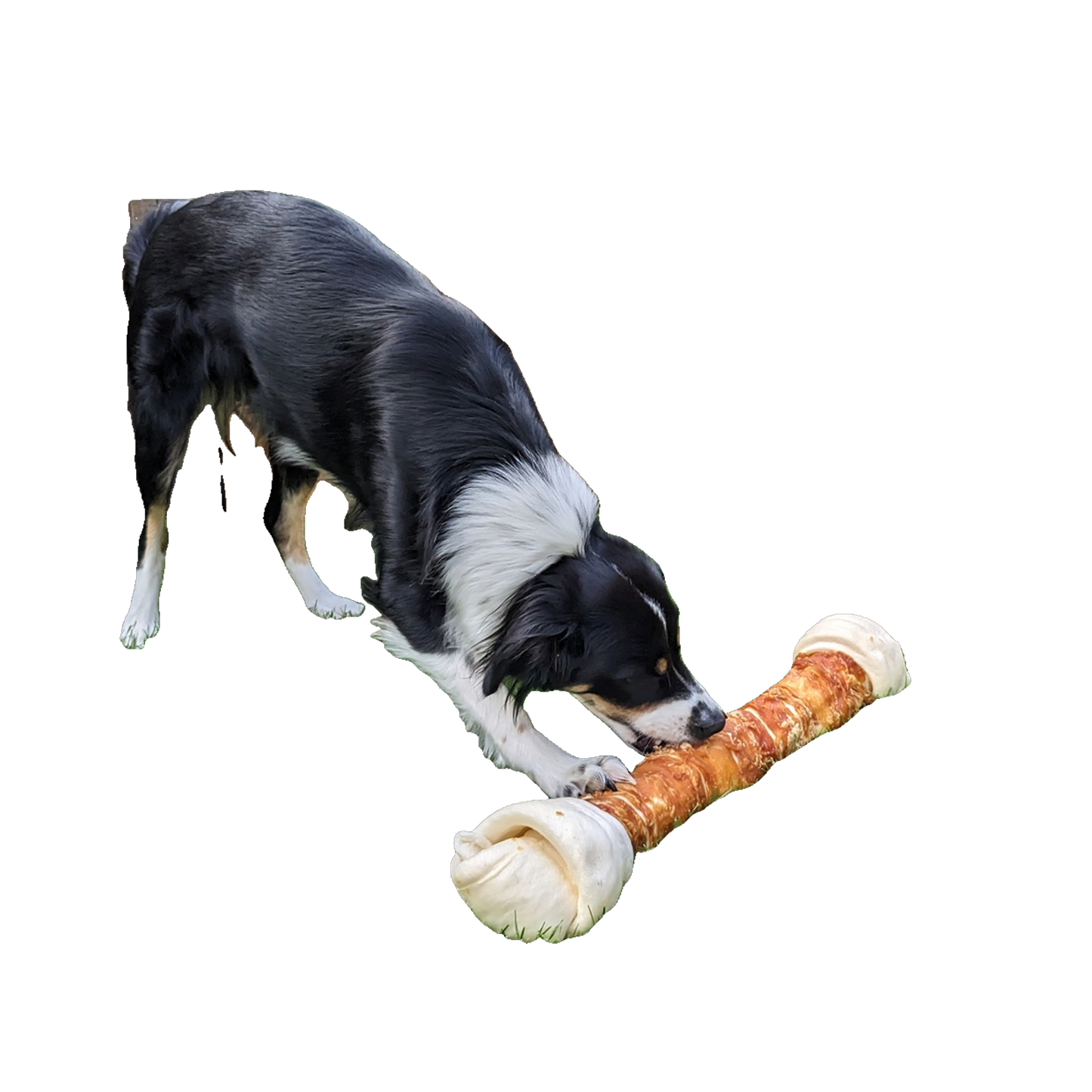 StarSnack BBQ Chicken Knotted Bone – Knoten für Kauspaß, gemacht für große Hunde