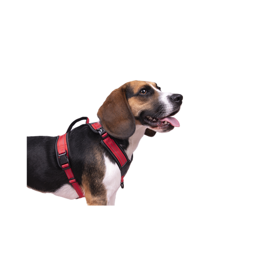 Toga Hundegeschirr – Perfekte Passform & Sicherheit bei jedem Abenteuer