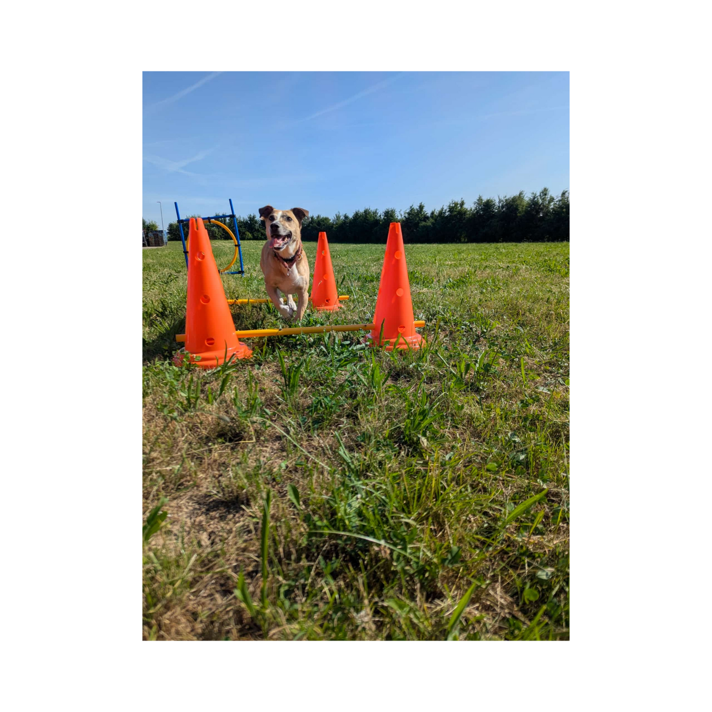 Trixie Pylonen-Hindernis – Vielseitiges Training für Körper & Kopf