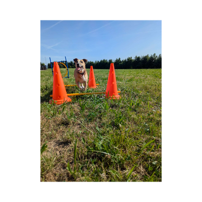 Trixie Pylonen-Hindernis – Vielseitiges Training für Körper & Kopf