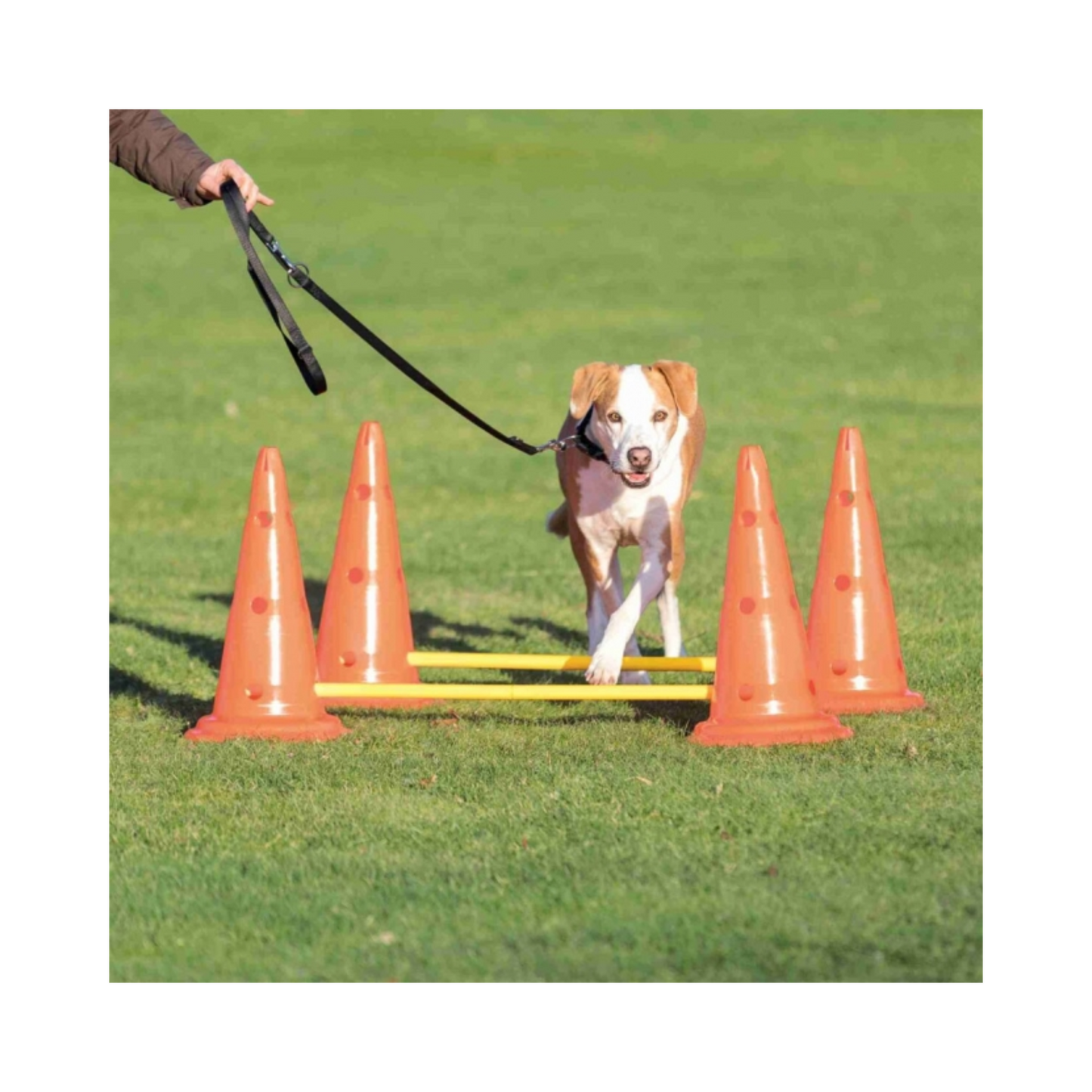 Trixie Pylonen-Hindernis – Vielseitiges Training für Körper & Kopf