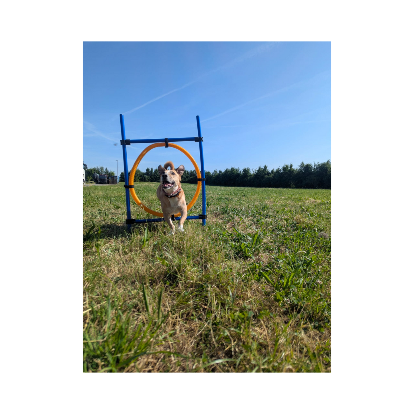 Trixie Agility Ring – Verstellbarer Sprungreifen für aktives Hundetraining