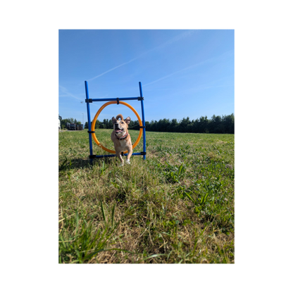 Trixie Agility Ring – Verstellbarer Sprungreifen für aktives Hundetraining