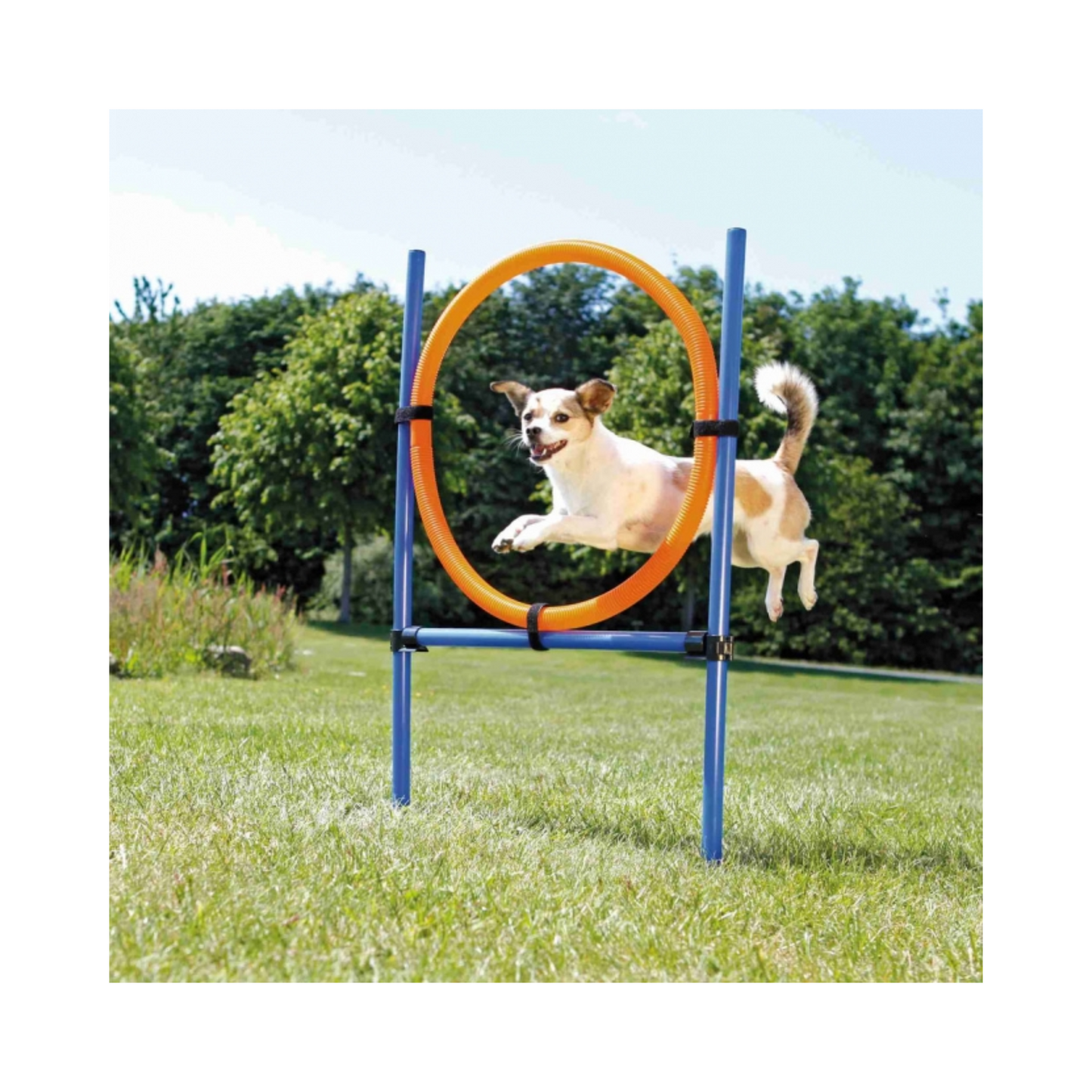Trixie Agility Ring – Verstellbarer Sprungreifen für aktives Hundetraining