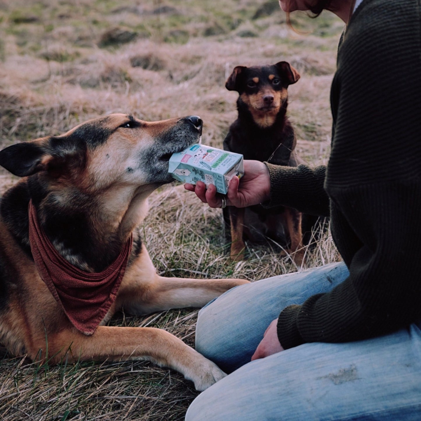 VegDog - ADULT Erbsen & Haferflocken