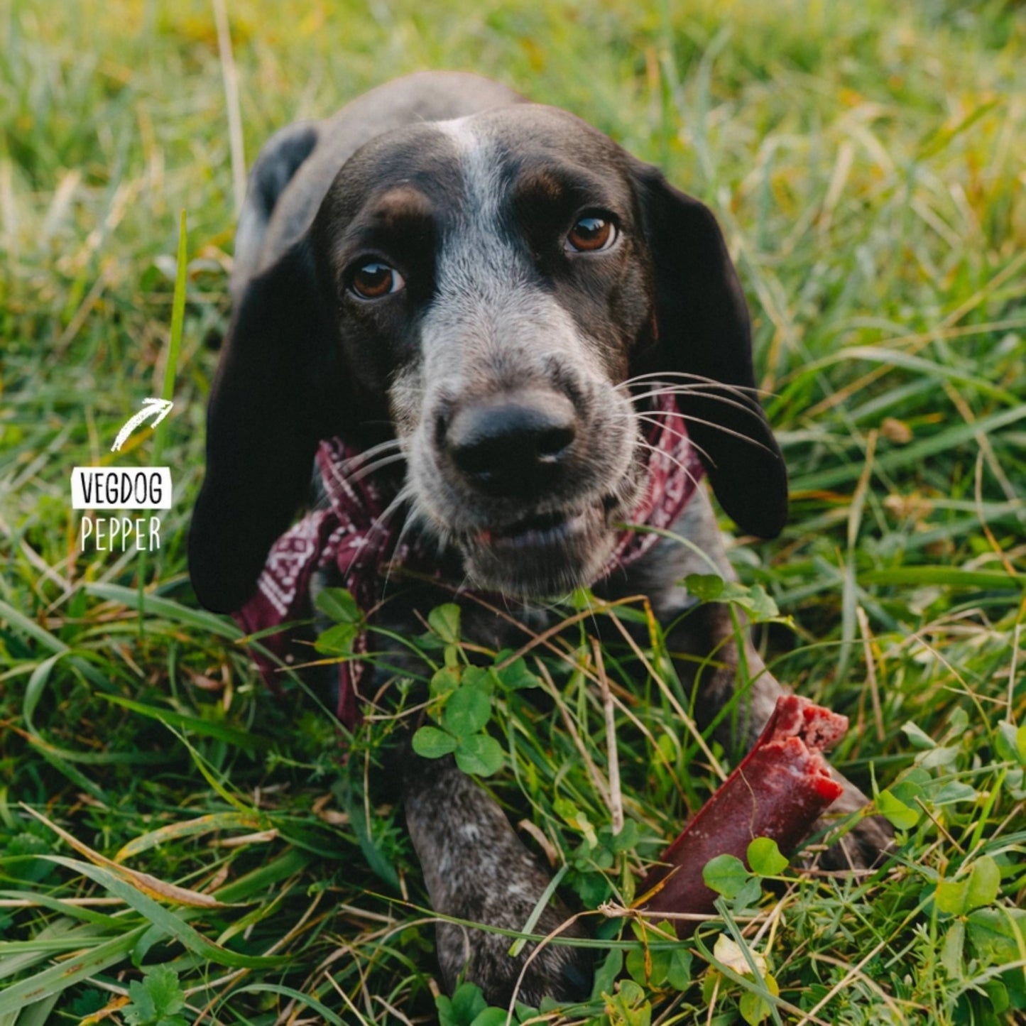 VegDog - CHEVVIES XL